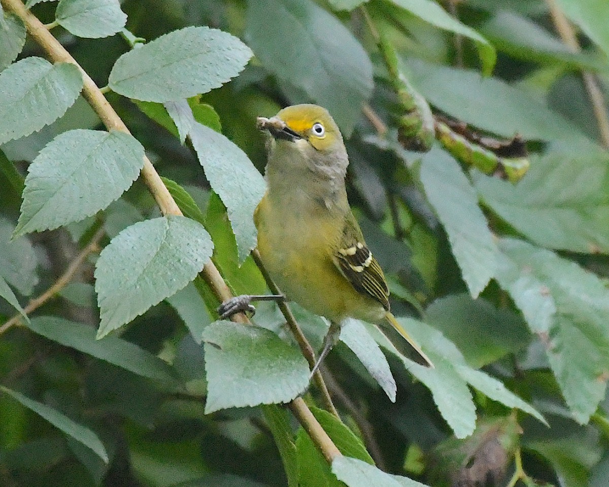 Viréo aux yeux blancs - ML592686221