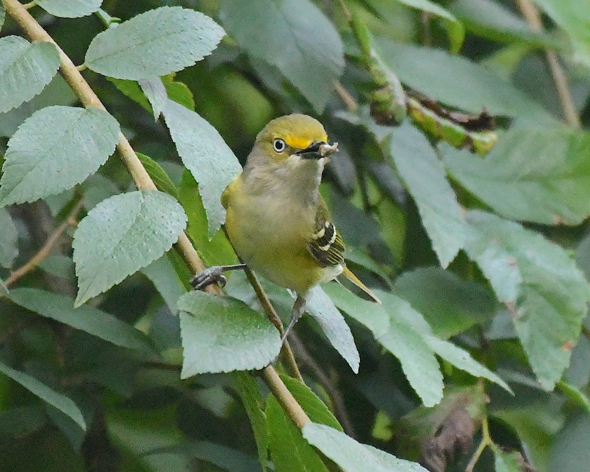 Viréo aux yeux blancs - ML592686411