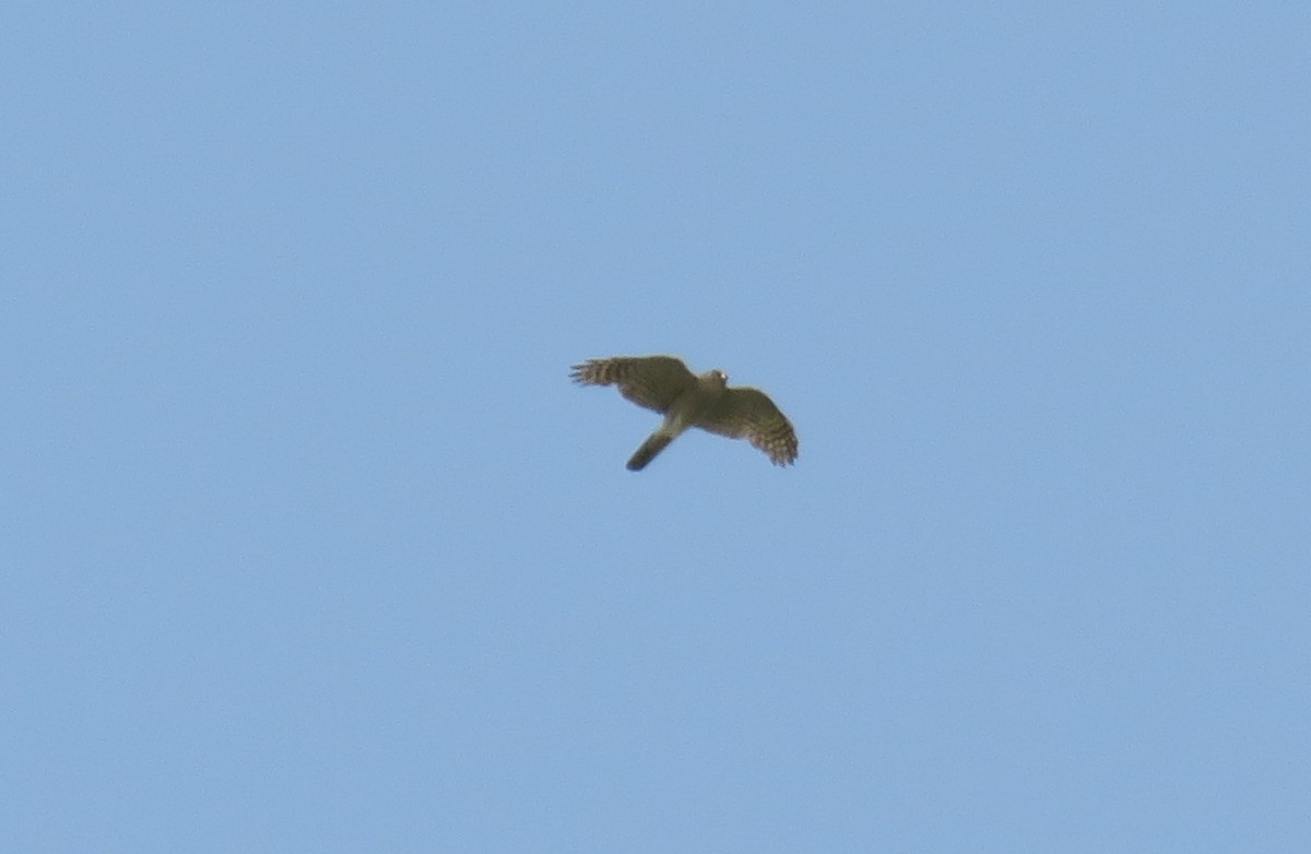 Eurasian Sparrowhawk - Michael Willison