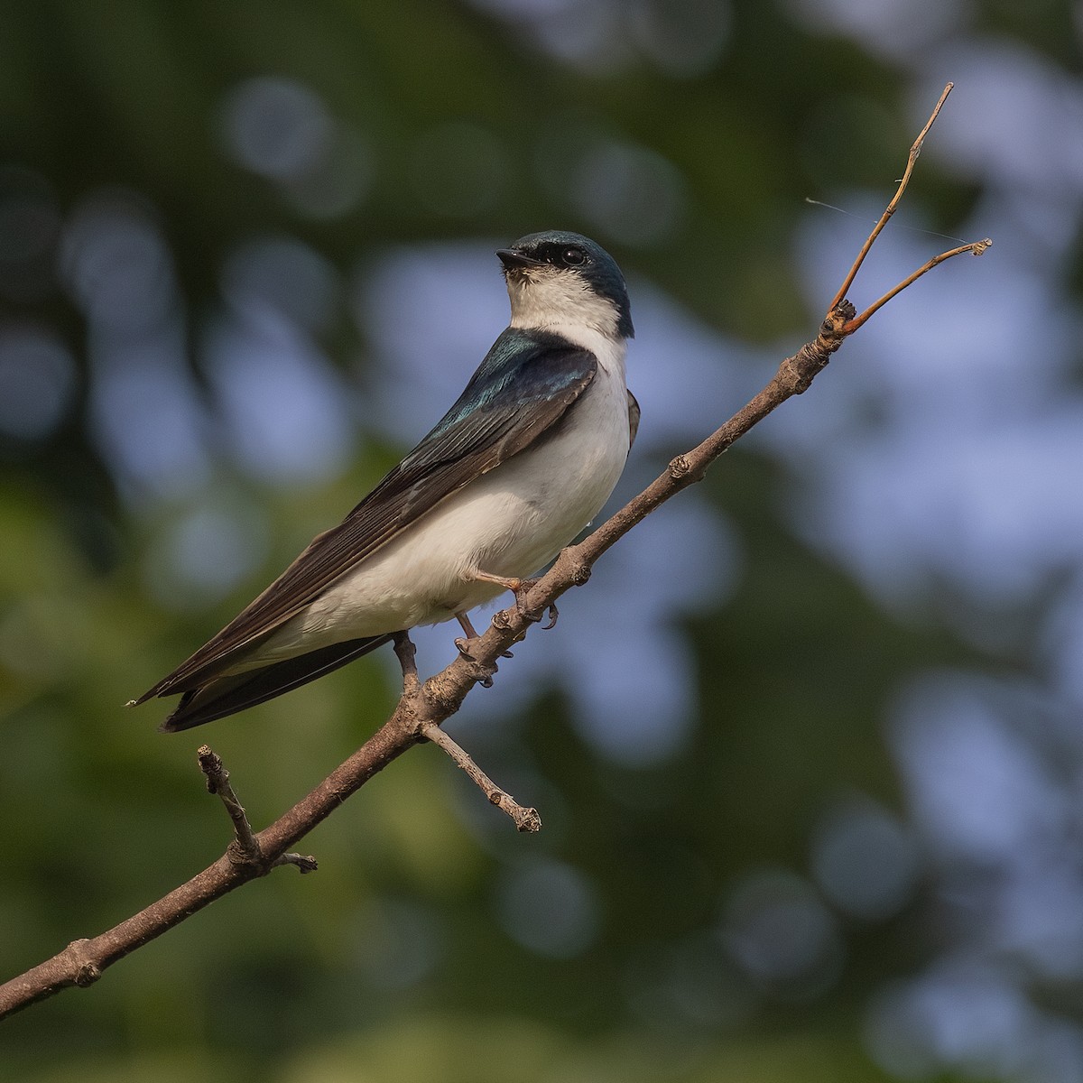 Hirondelle bicolore - ML592686531