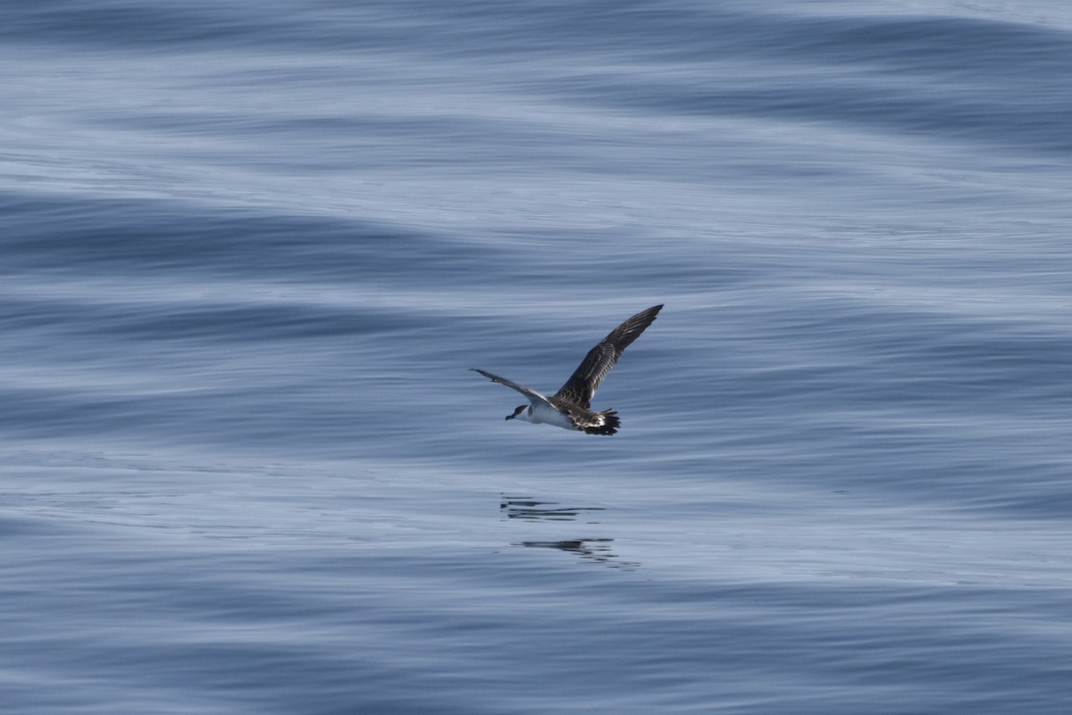 Great Shearwater - ML592687041