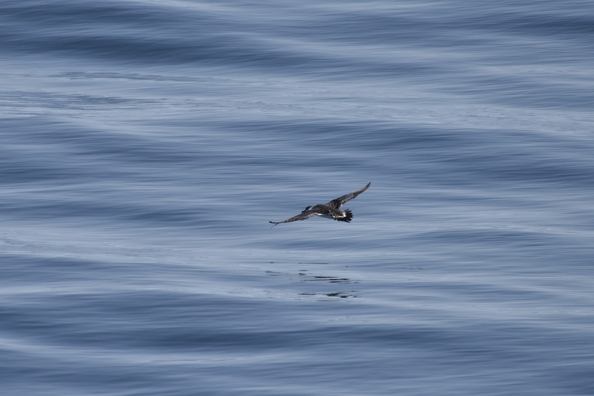 Great Shearwater - ML592687061