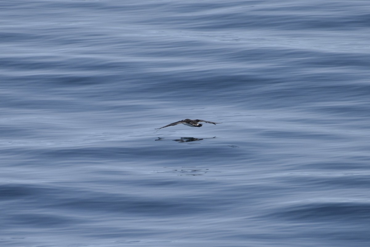 Great Shearwater - ML592687081