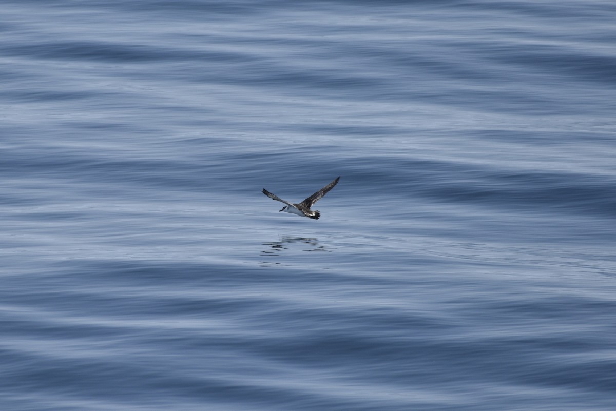 Great Shearwater - ML592687091