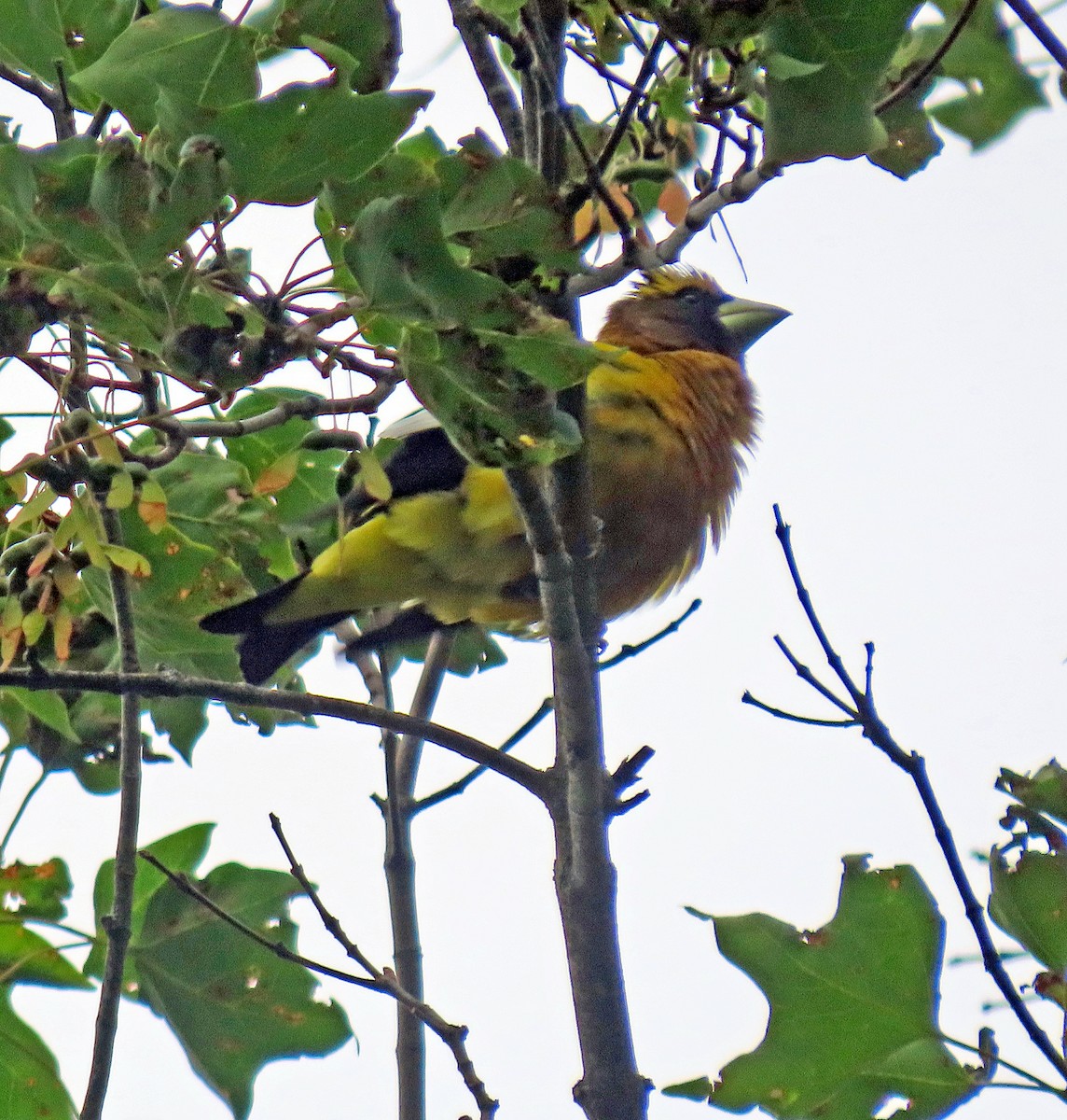 Evening Grosbeak (type 3) - ML592687111