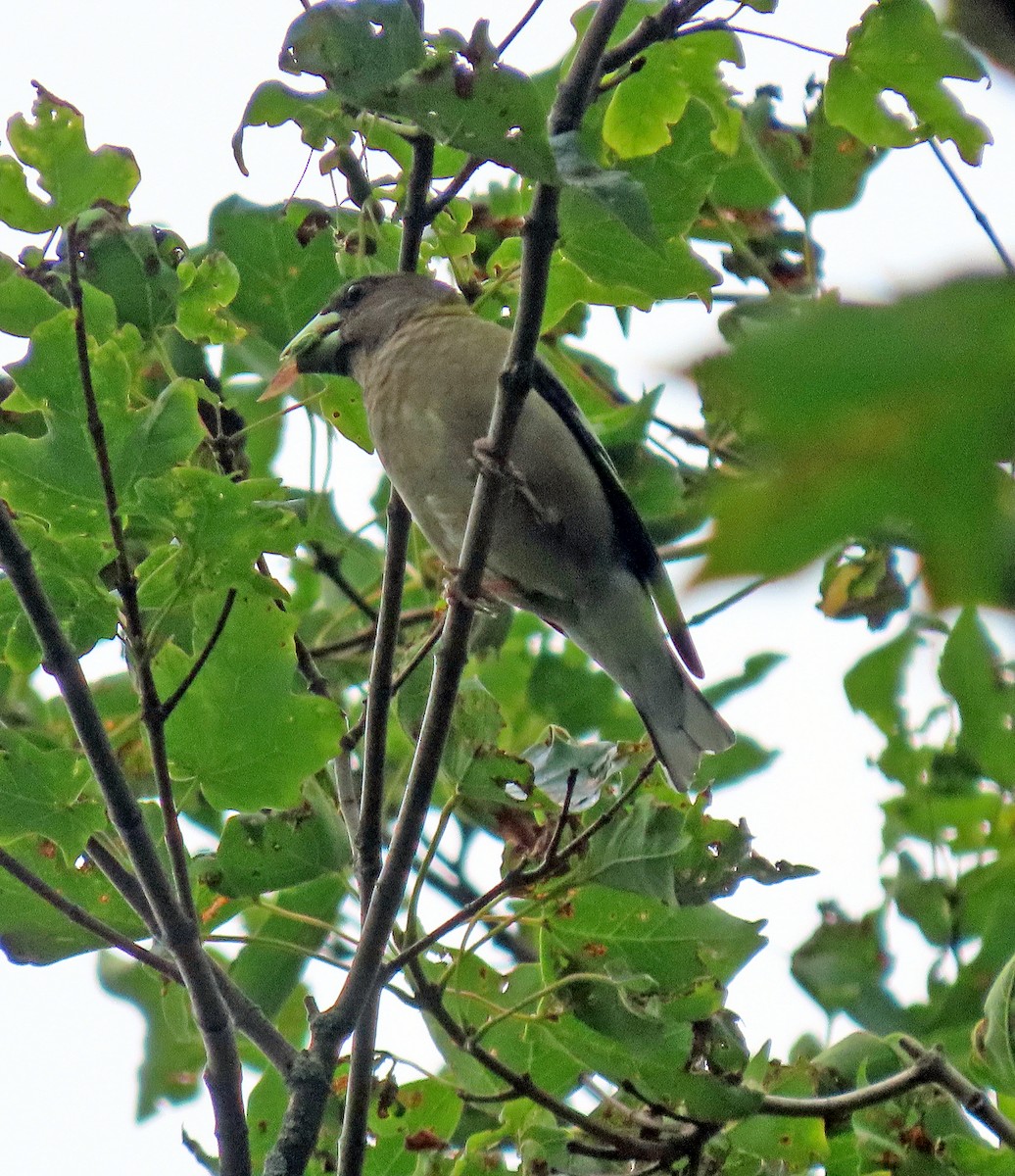 Evening Grosbeak (type 3) - ML592687121