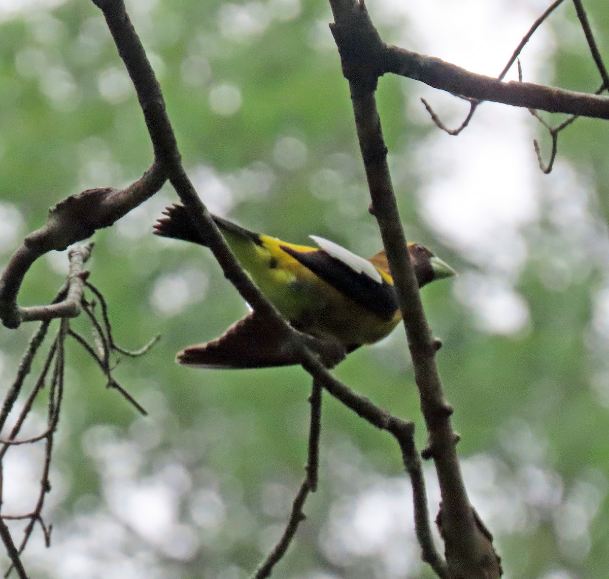 Evening Grosbeak (type 3) - ML592687131
