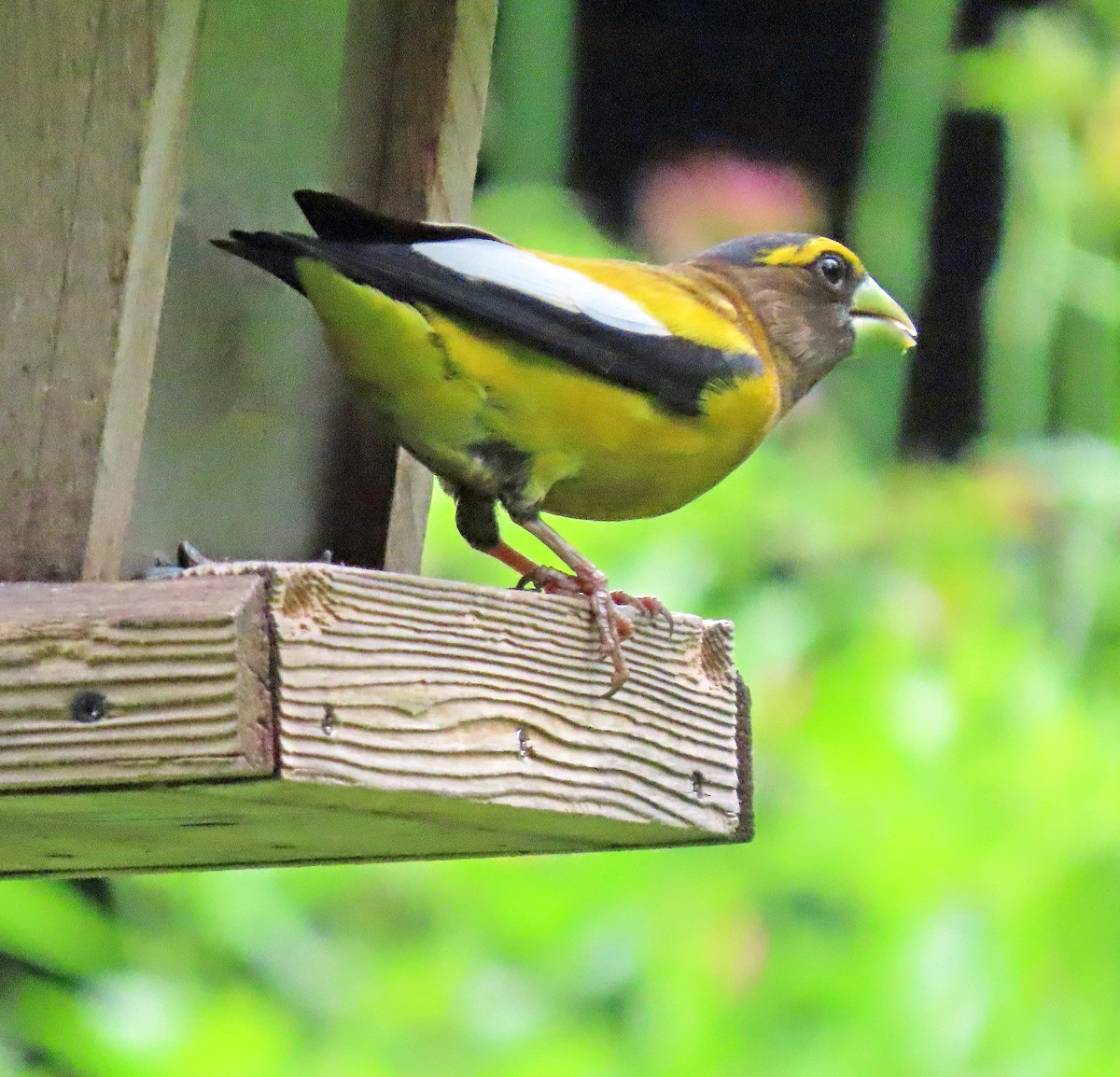 Evening Grosbeak (type 3) - ML592687141