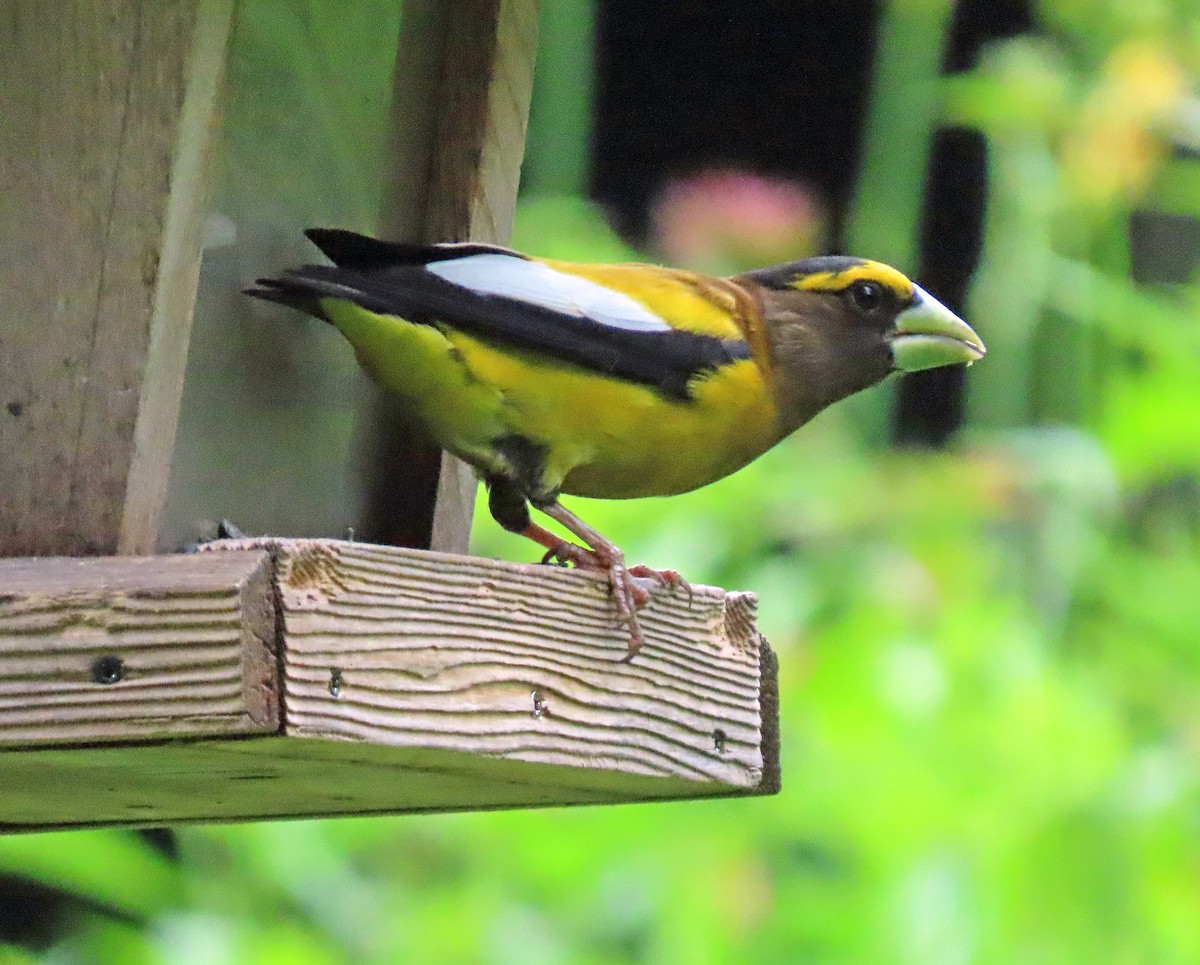 Evening Grosbeak (type 3) - ML592687151