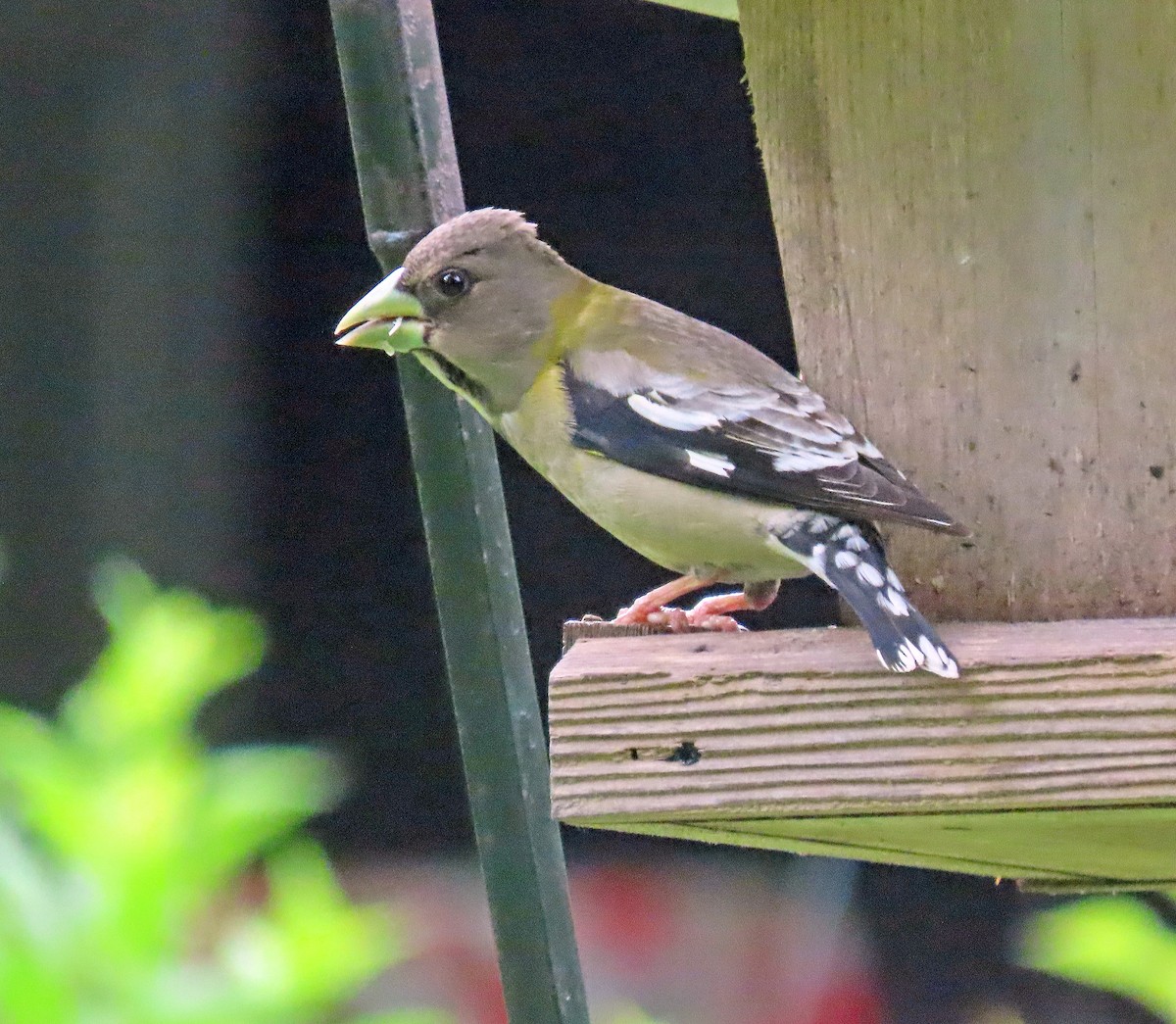 Evening Grosbeak (type 3) - ML592687161