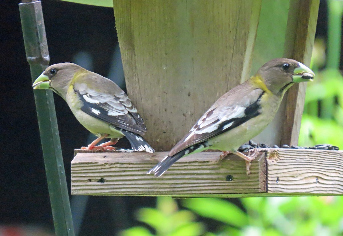 Evening Grosbeak (type 3) - ML592687171