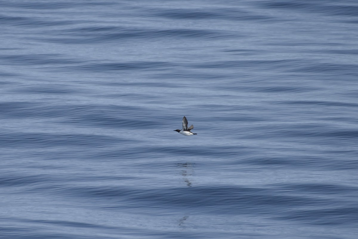 Common Murre - ML592687351