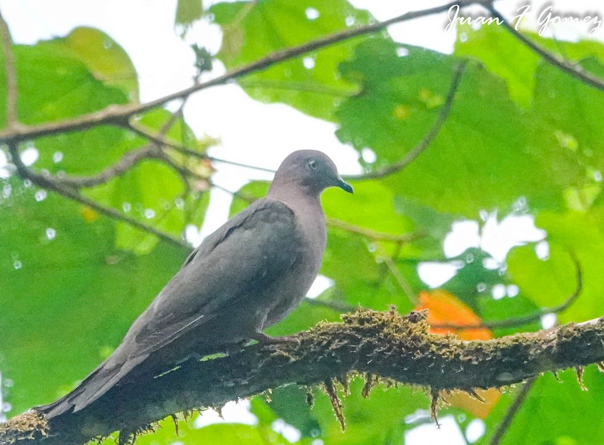 Plumbeous Pigeon - ML592687431