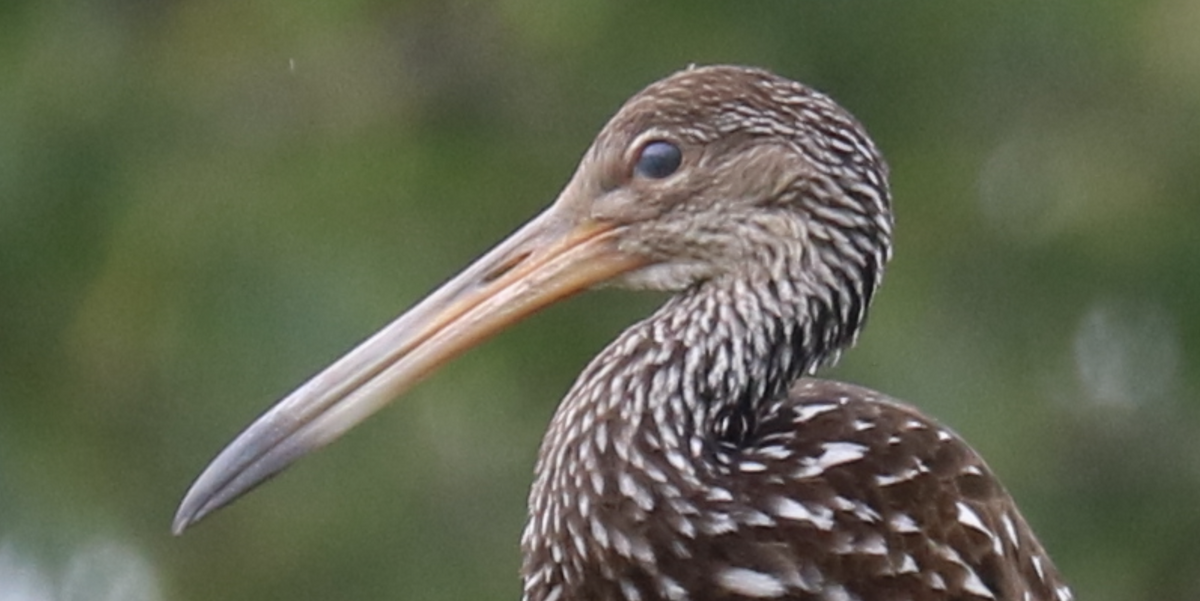 Limpkin (Speckled) - James Wheat