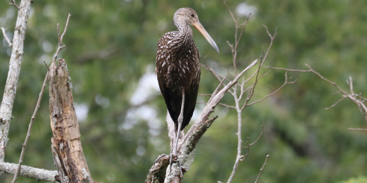 Limpkin (Speckled) - James Wheat