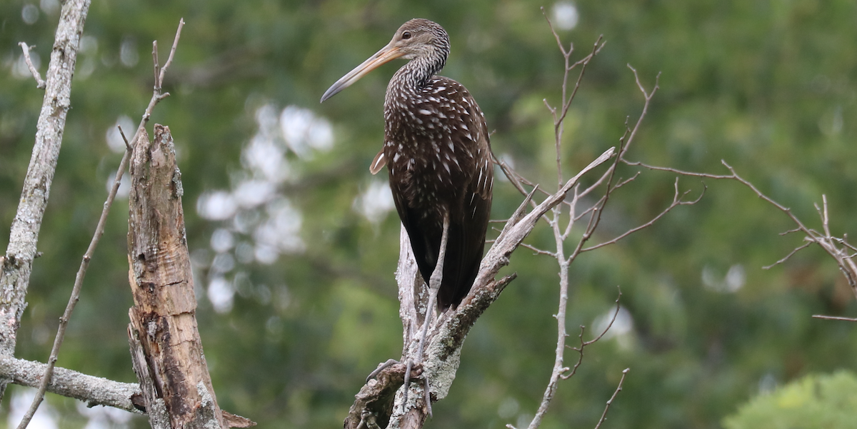 Limpkin (Speckled) - James Wheat