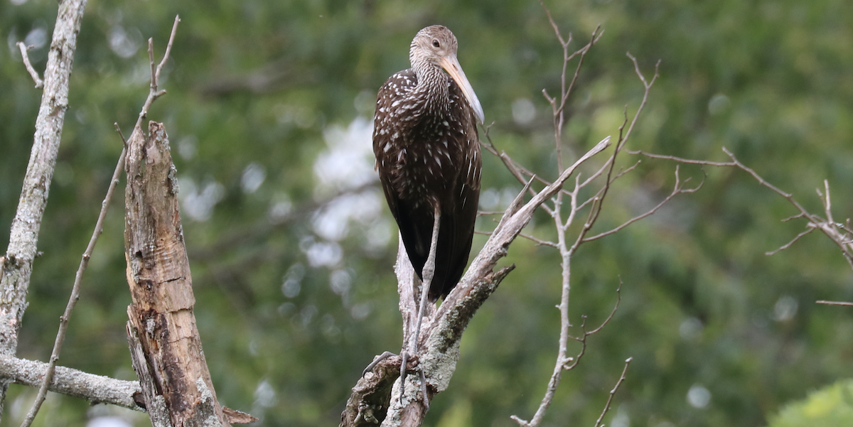 Limpkin (Speckled) - ML592687711