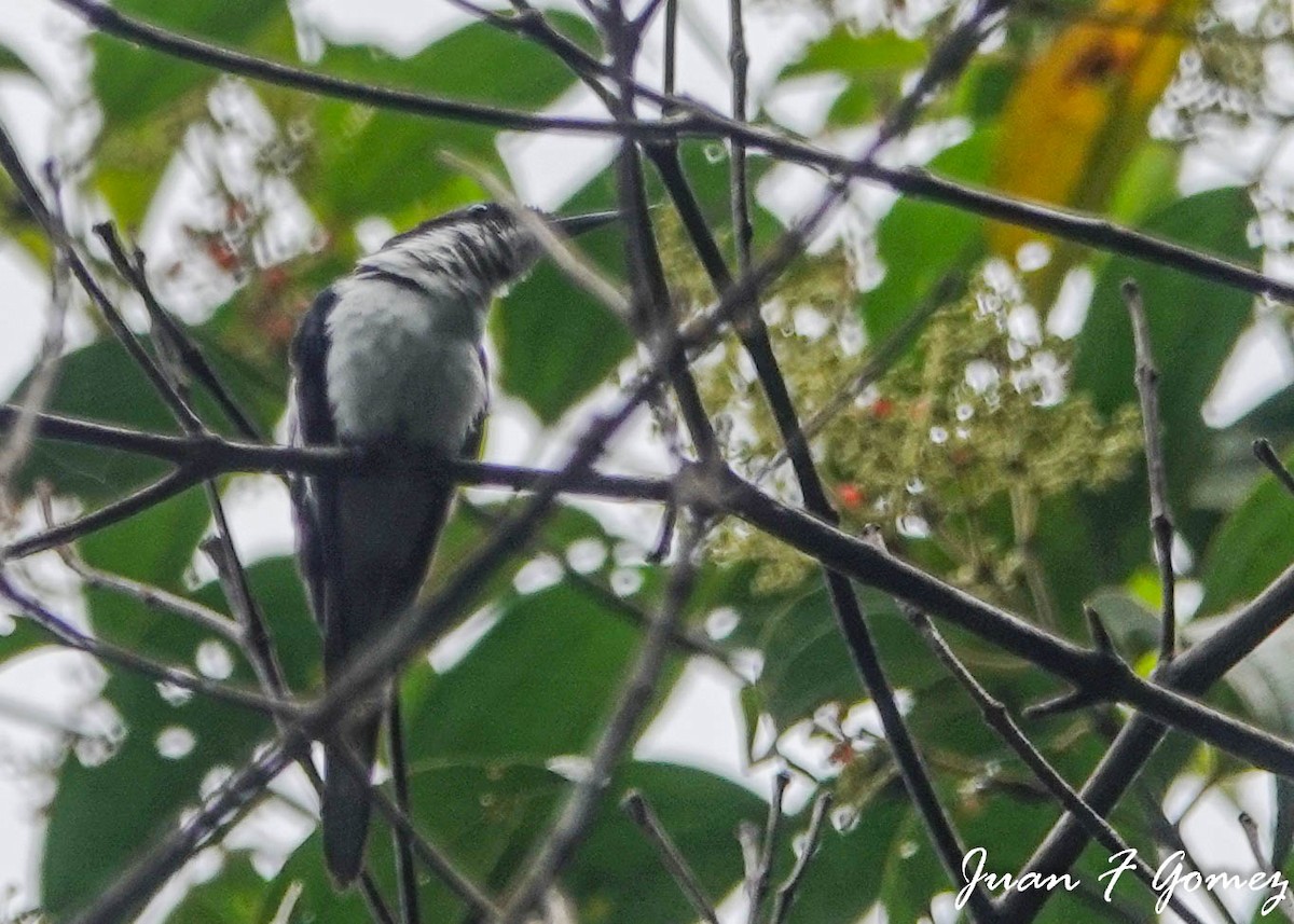 Purple-crowned Fairy - Juan Fernando Gomez Castro