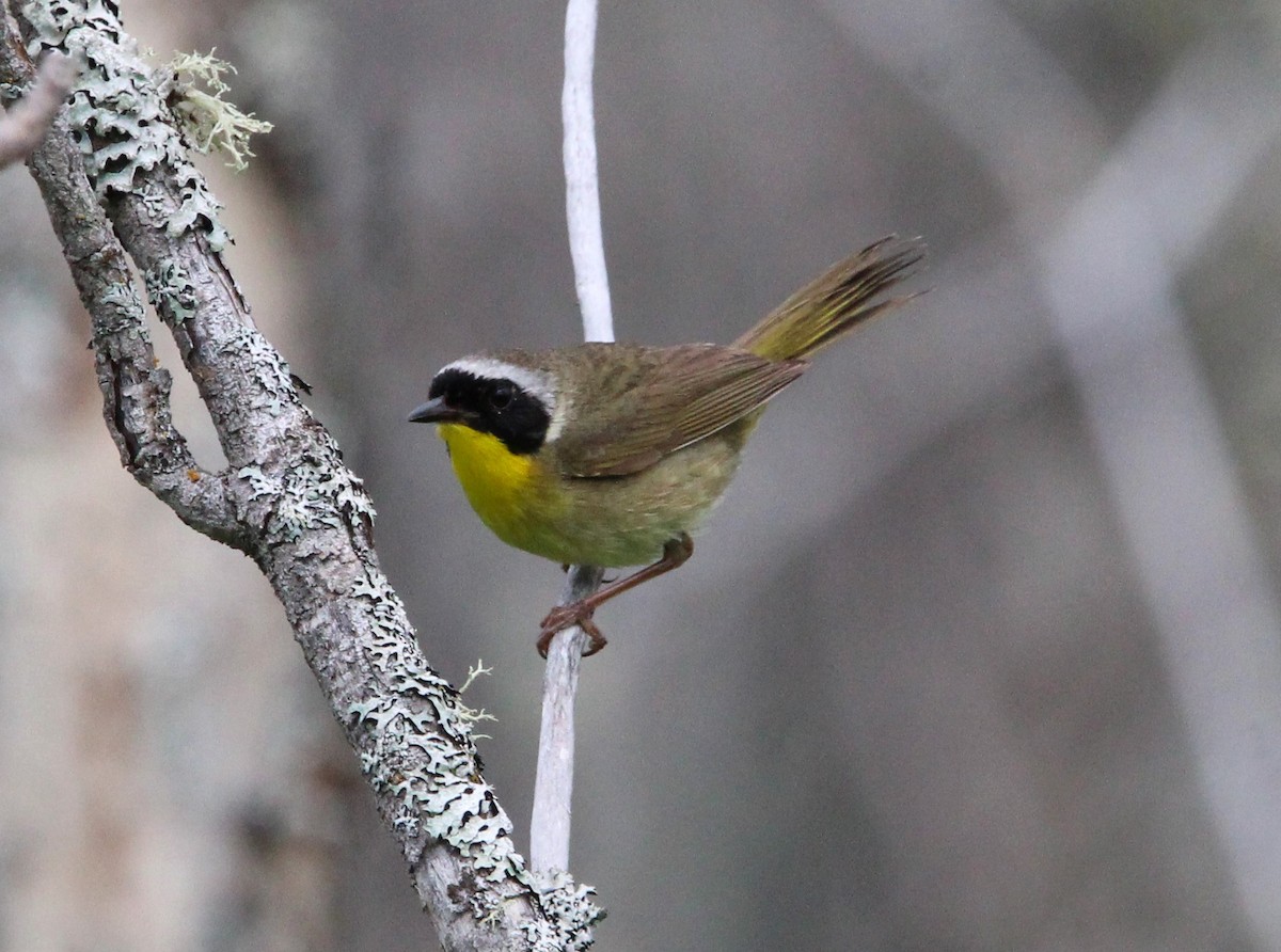 Common Yellowthroat - ML592687851