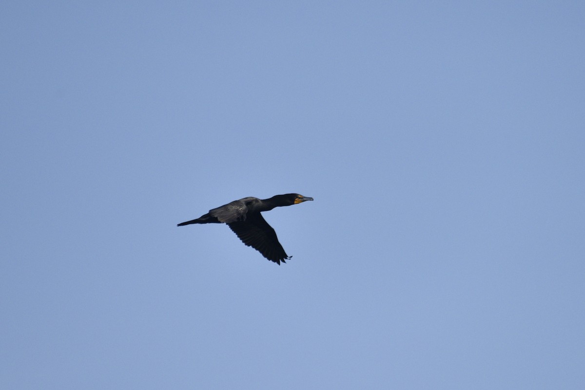 Double-crested Cormorant - ML592688171