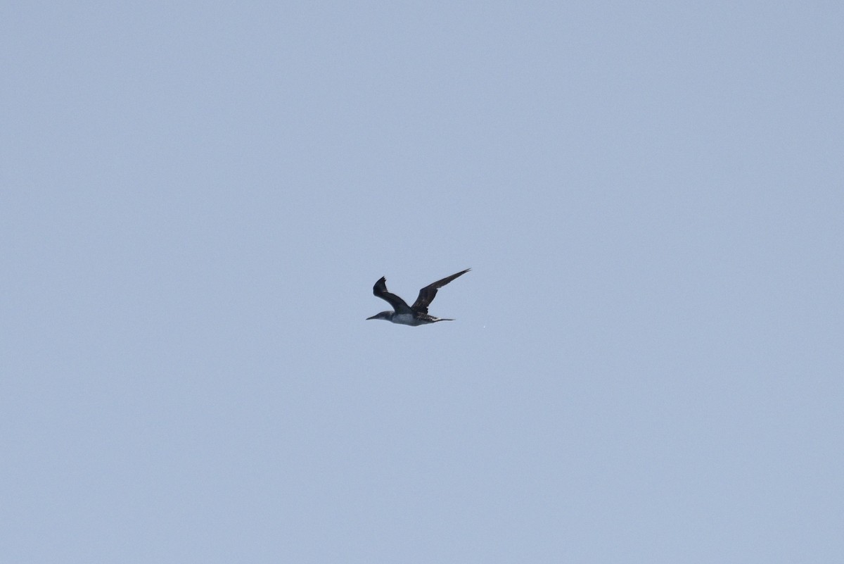 Northern Gannet - ML592688281