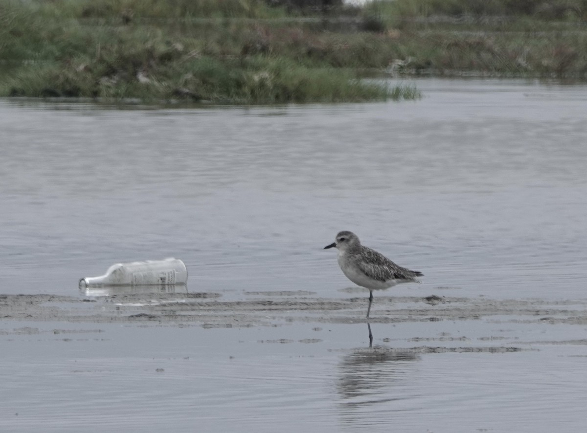 Black-bellied Plover - Bruce Young