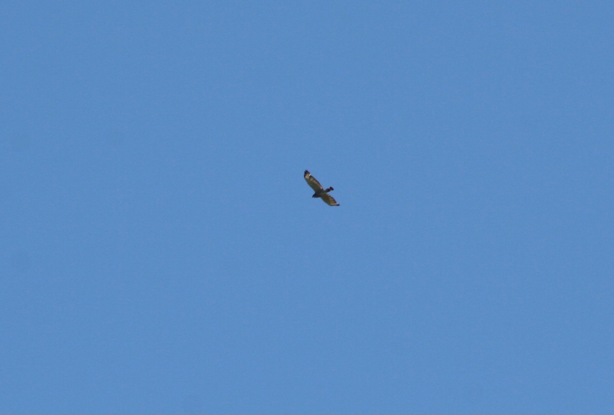 Red-shouldered Hawk - ML59268951