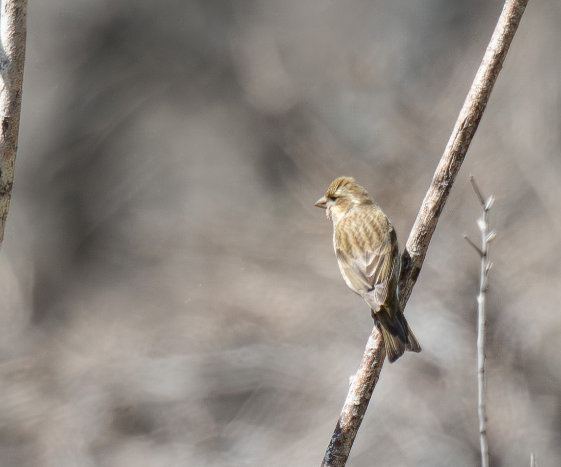 House Finch - ML592689561