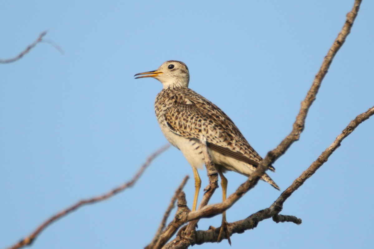 Upland Sandpiper - ML592689851