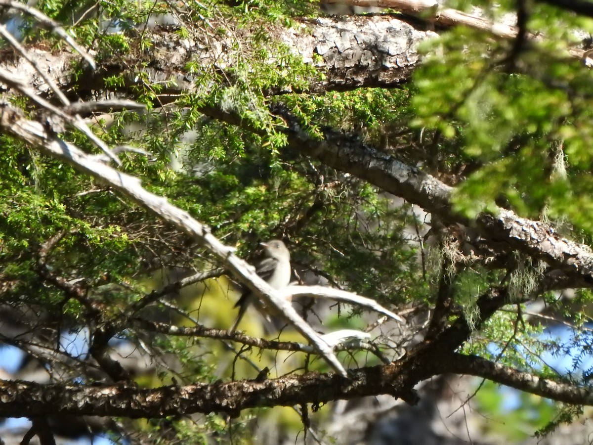 Eastern Wood-Pewee - ML592690501