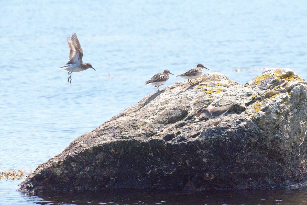 Least Sandpiper - ML592690761