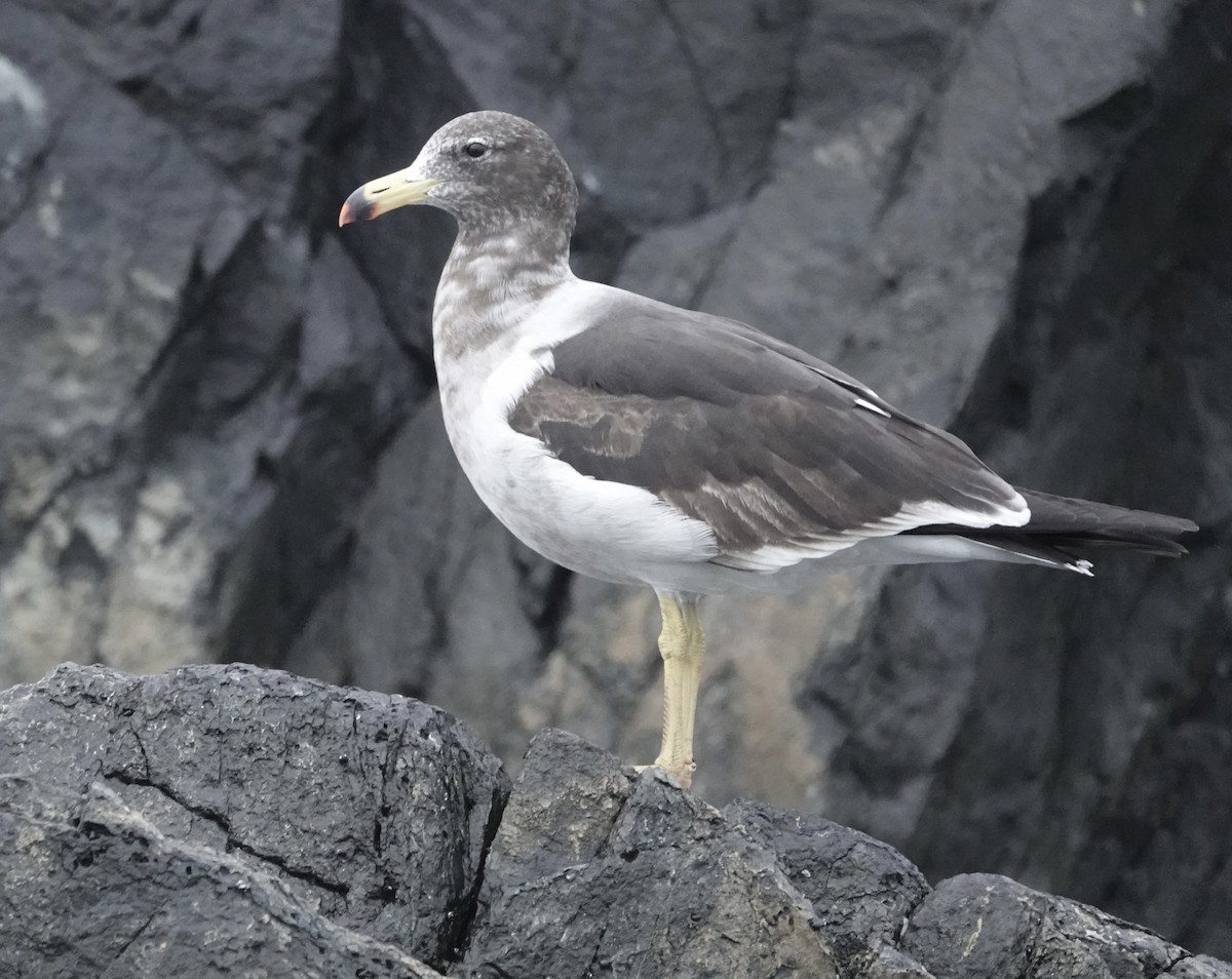 Belcher's Gull - ML592691051