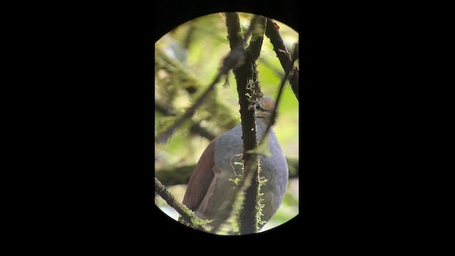 Костариканская перепелиная горлица - ML592691241