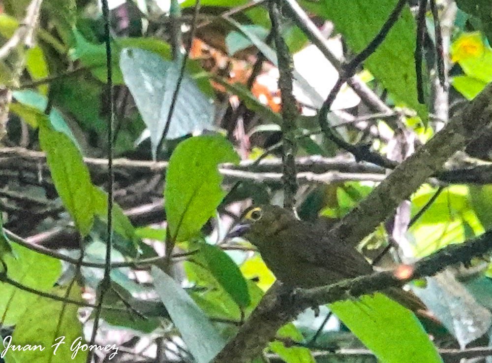 Lemon-spectacled Tanager - Juan Fernando Gomez Castro