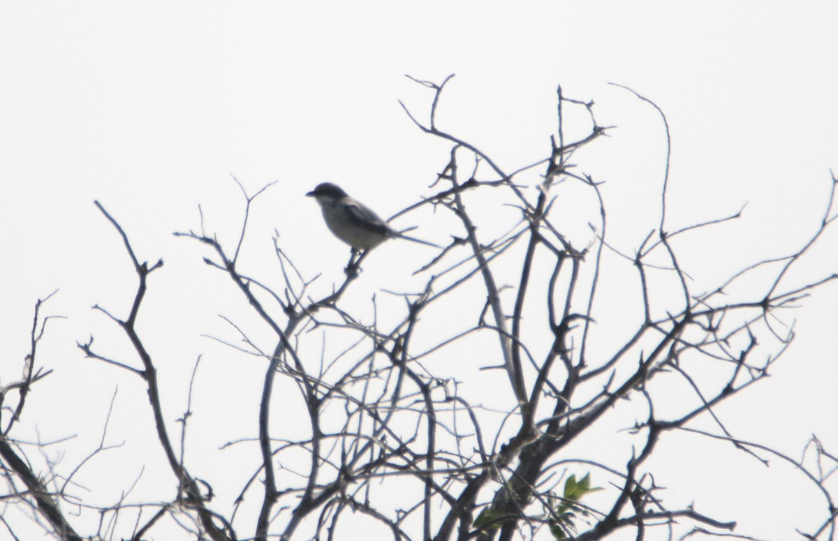 Loggerhead Shrike - ML592691601