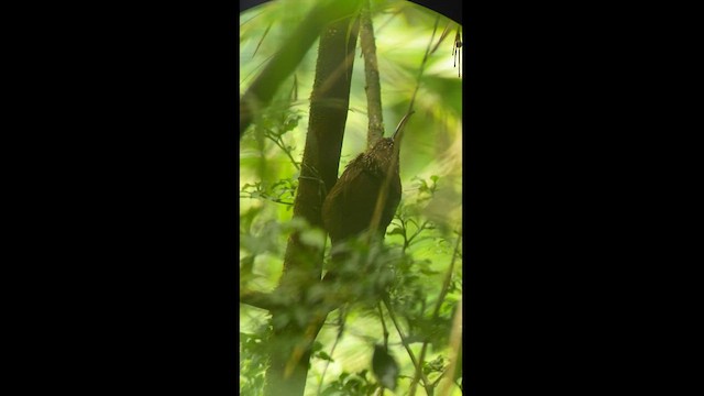 Brown-billed Scythebill - ML592691661