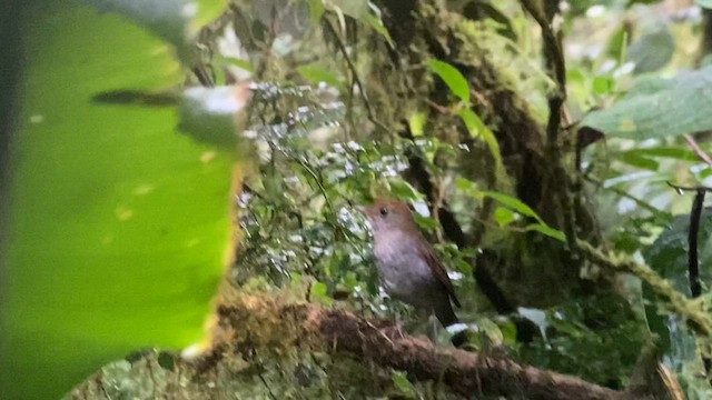 Ruddy-capped Nightingale-Thrush - ML592692051