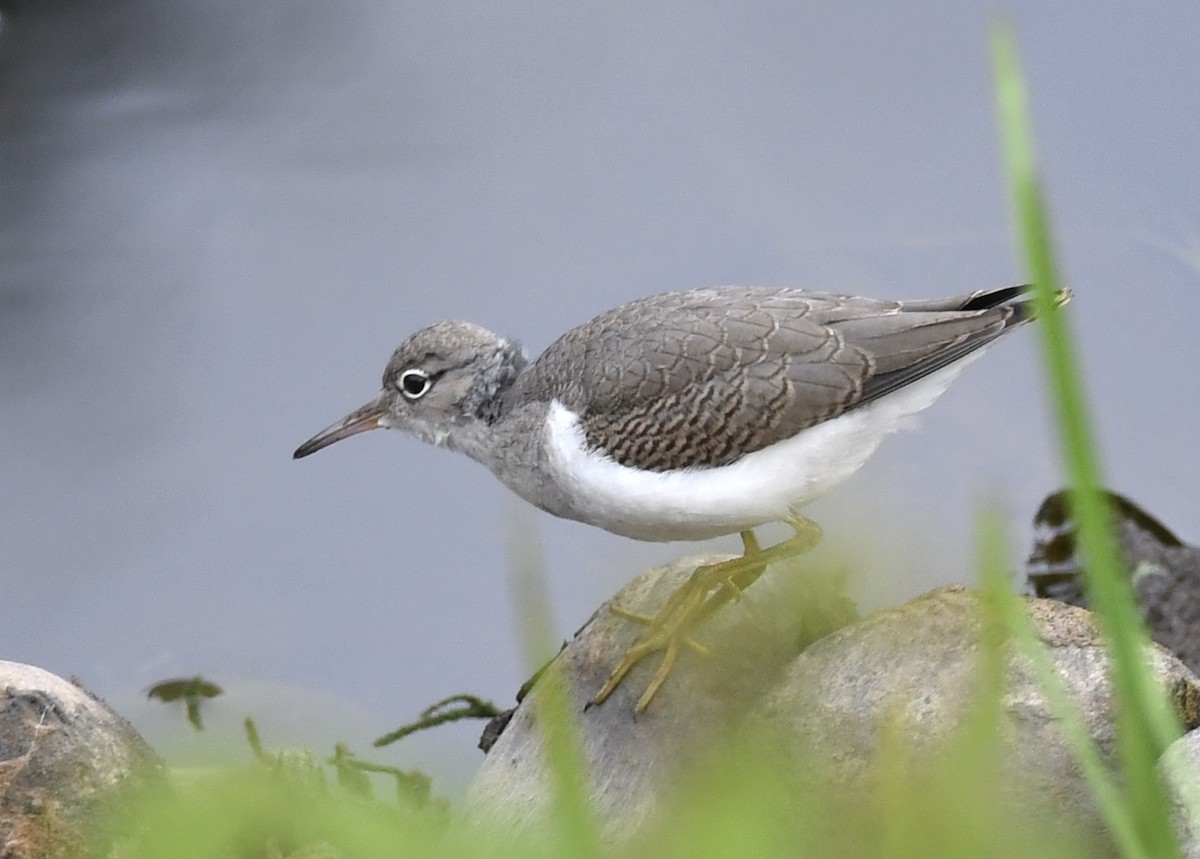 Spotted Sandpiper - ML592693011