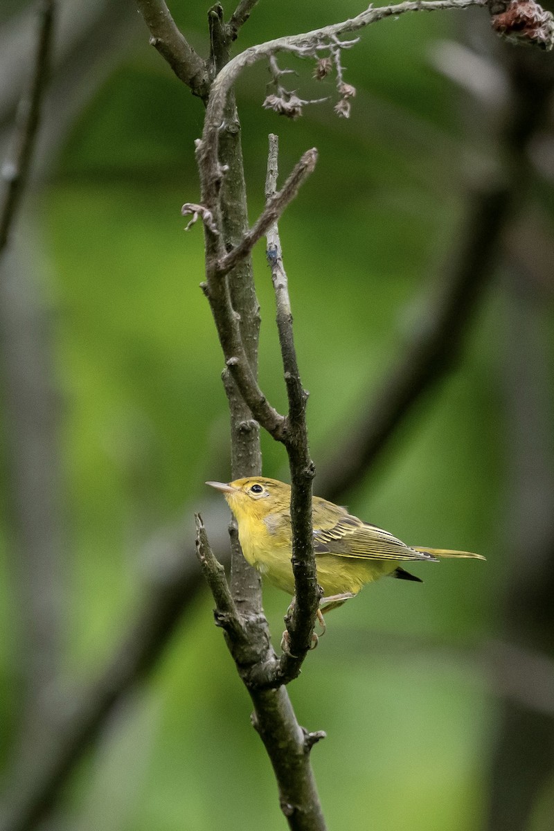 Yellow Warbler - ML592693131