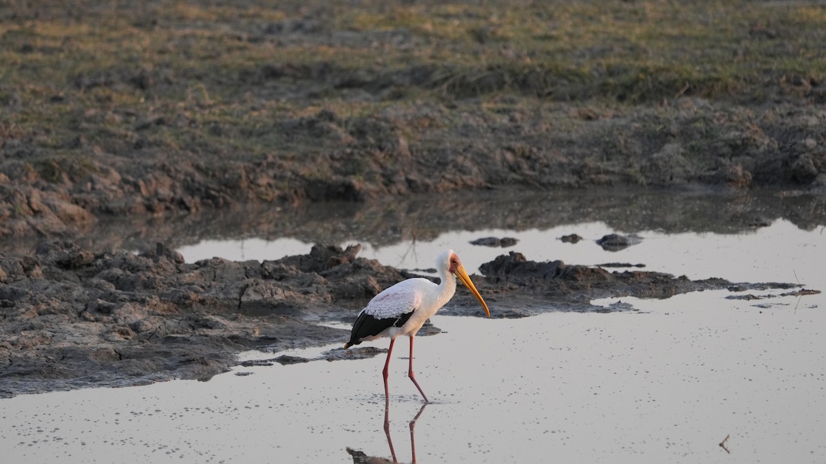 Yellow-billed Stork - Hunter Book