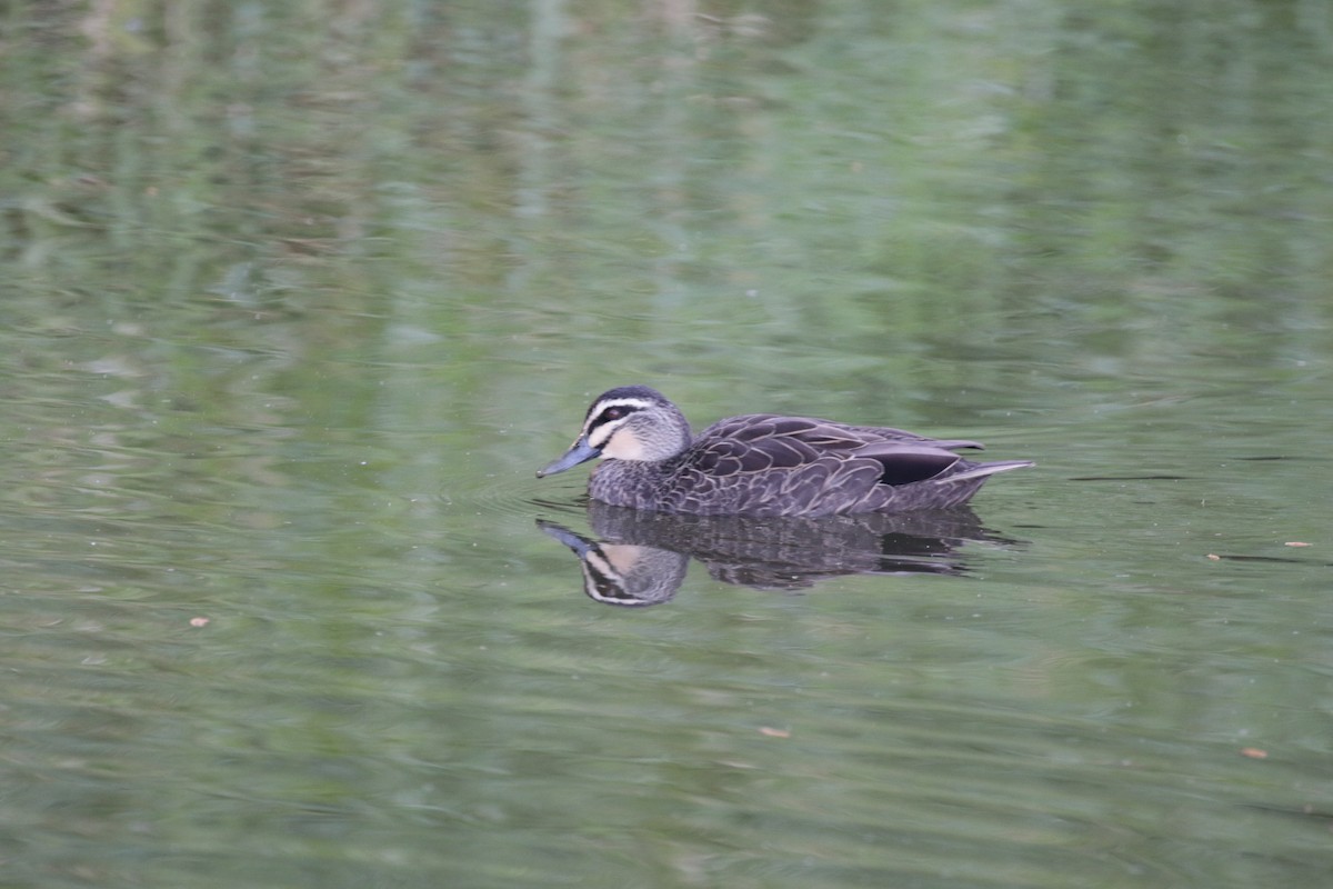 Pacific Black Duck - ML592694041