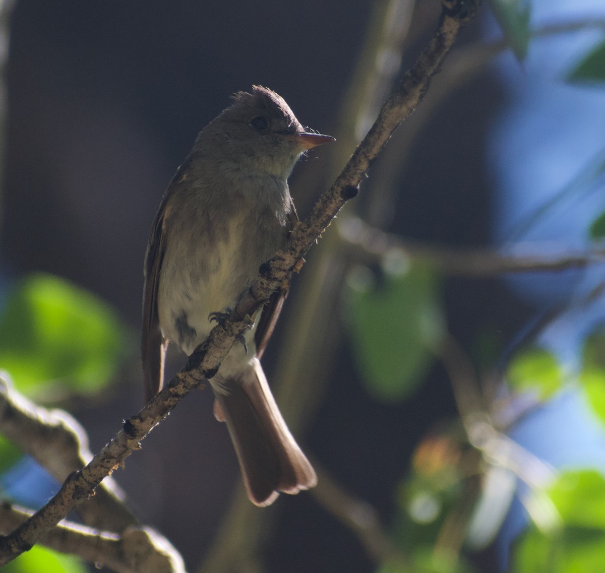 Western Wood-Pewee - ML592694191