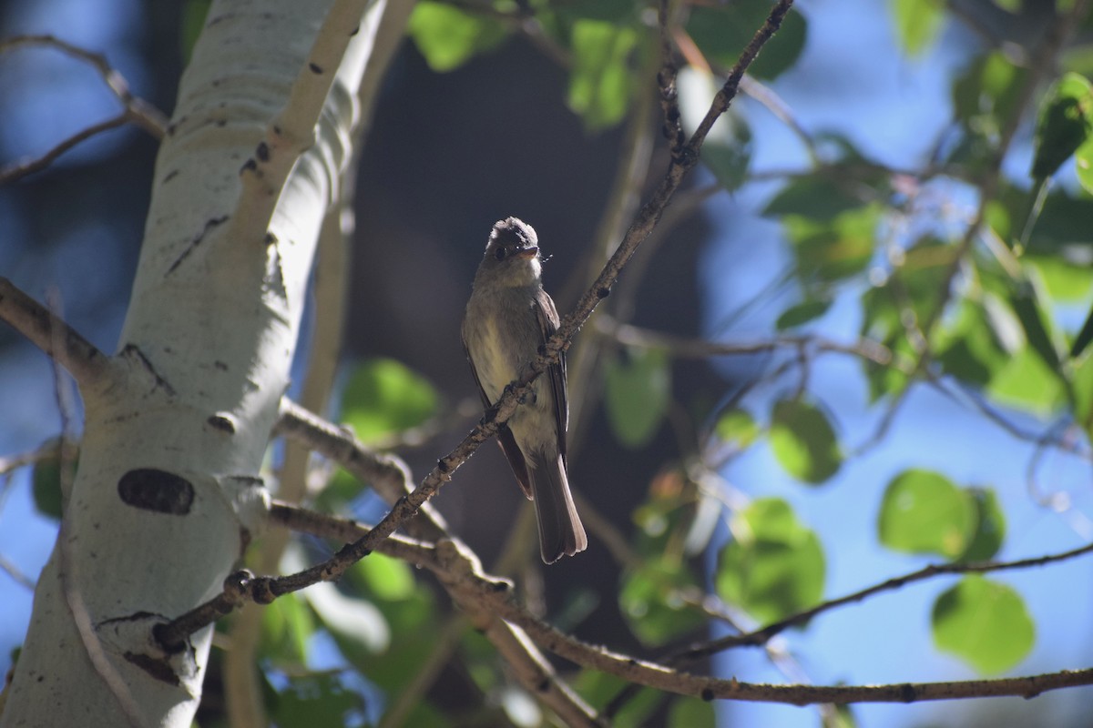 Western Wood-Pewee - ML592694201