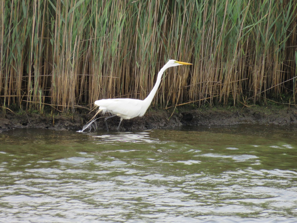 Great Egret - ML592694241