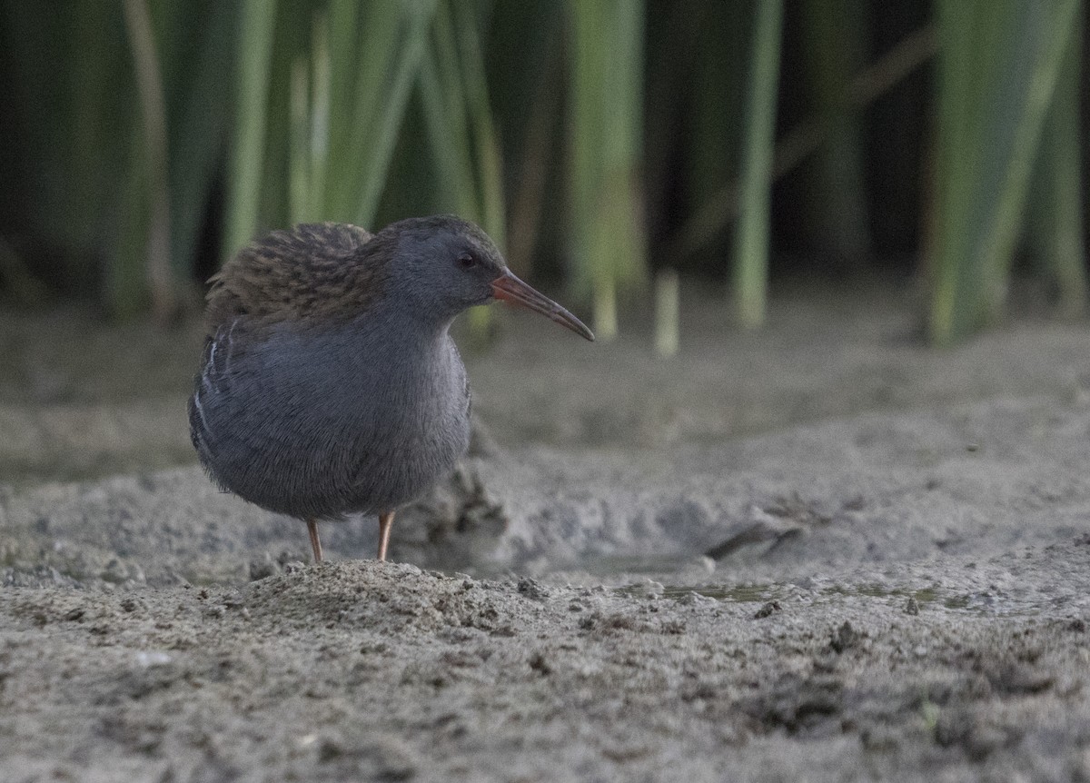 Water Rail - ML592694661