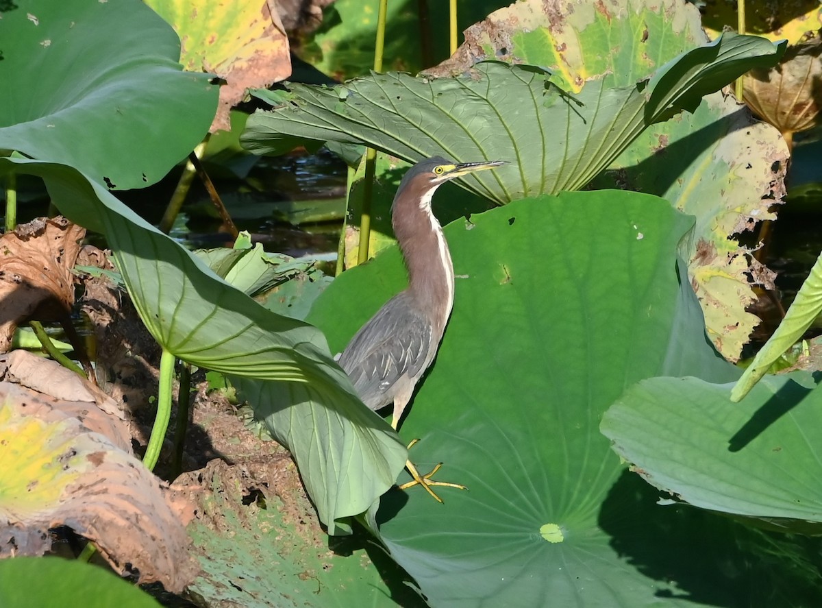 Green Heron - ML592695031