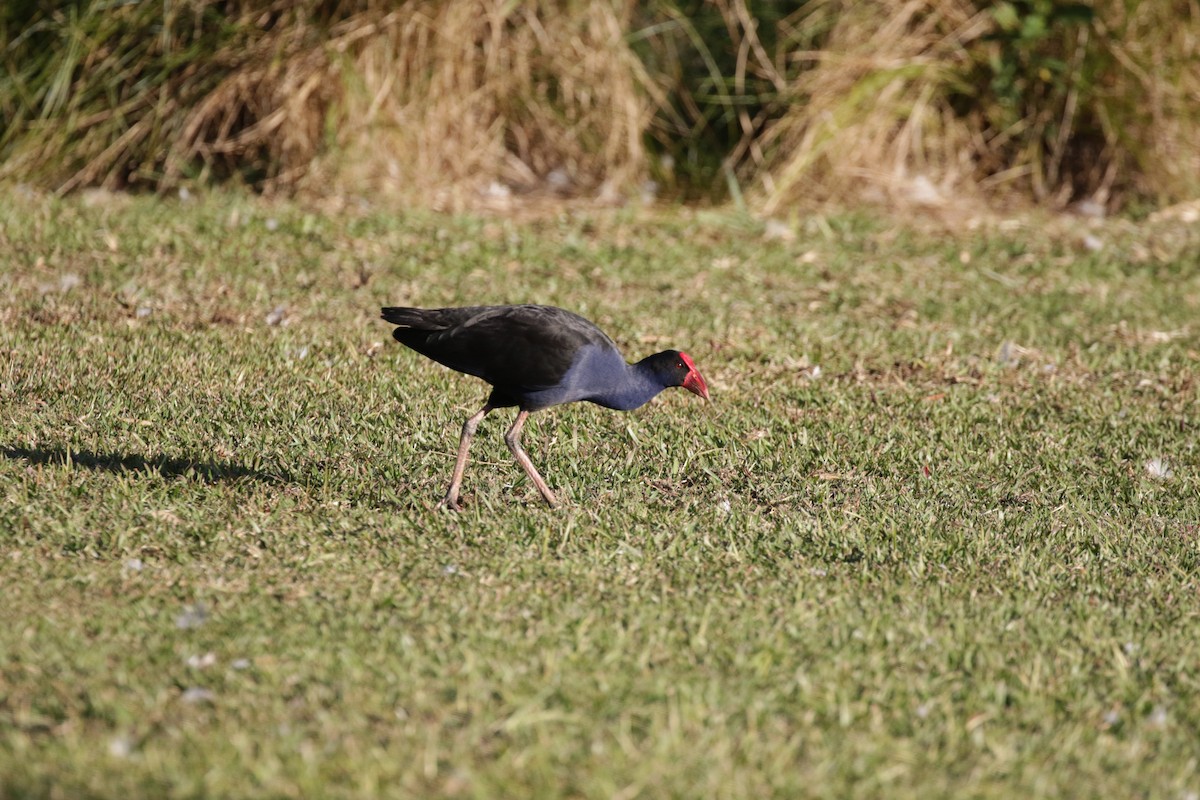 Australasian Swamphen - Mike Youdale