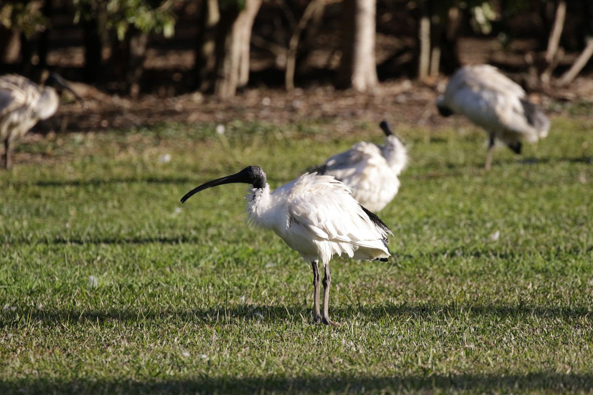 Australian Ibis - Mike Youdale