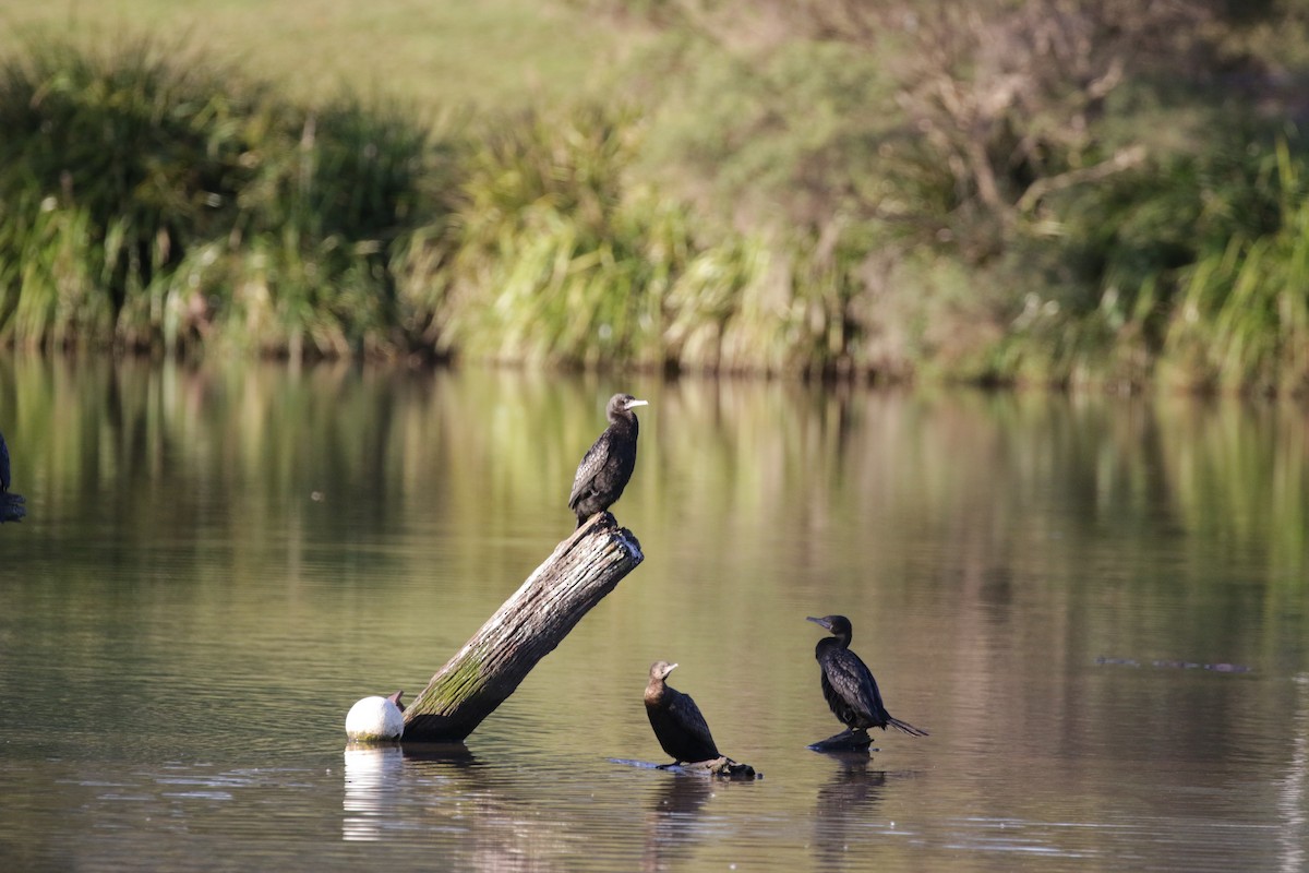 Cormorán Totinegro - ML592695641