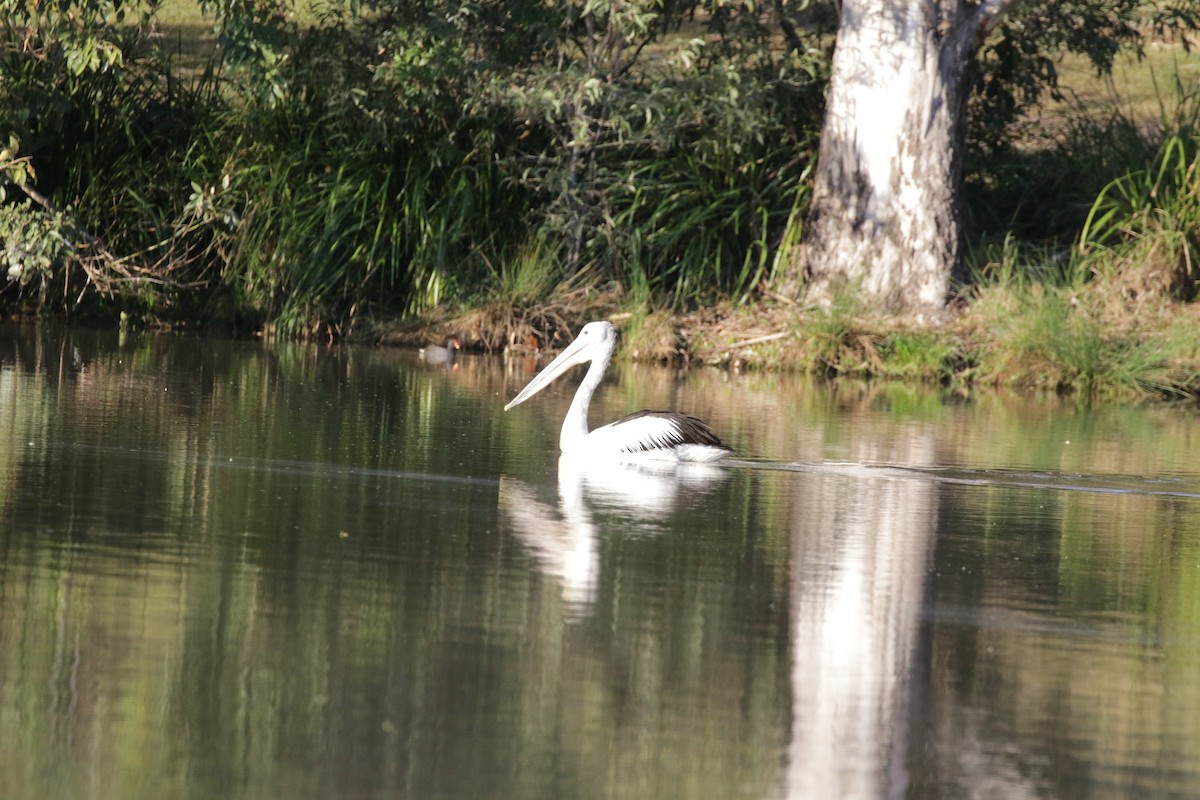 Avustralya Pelikanı - ML592695671
